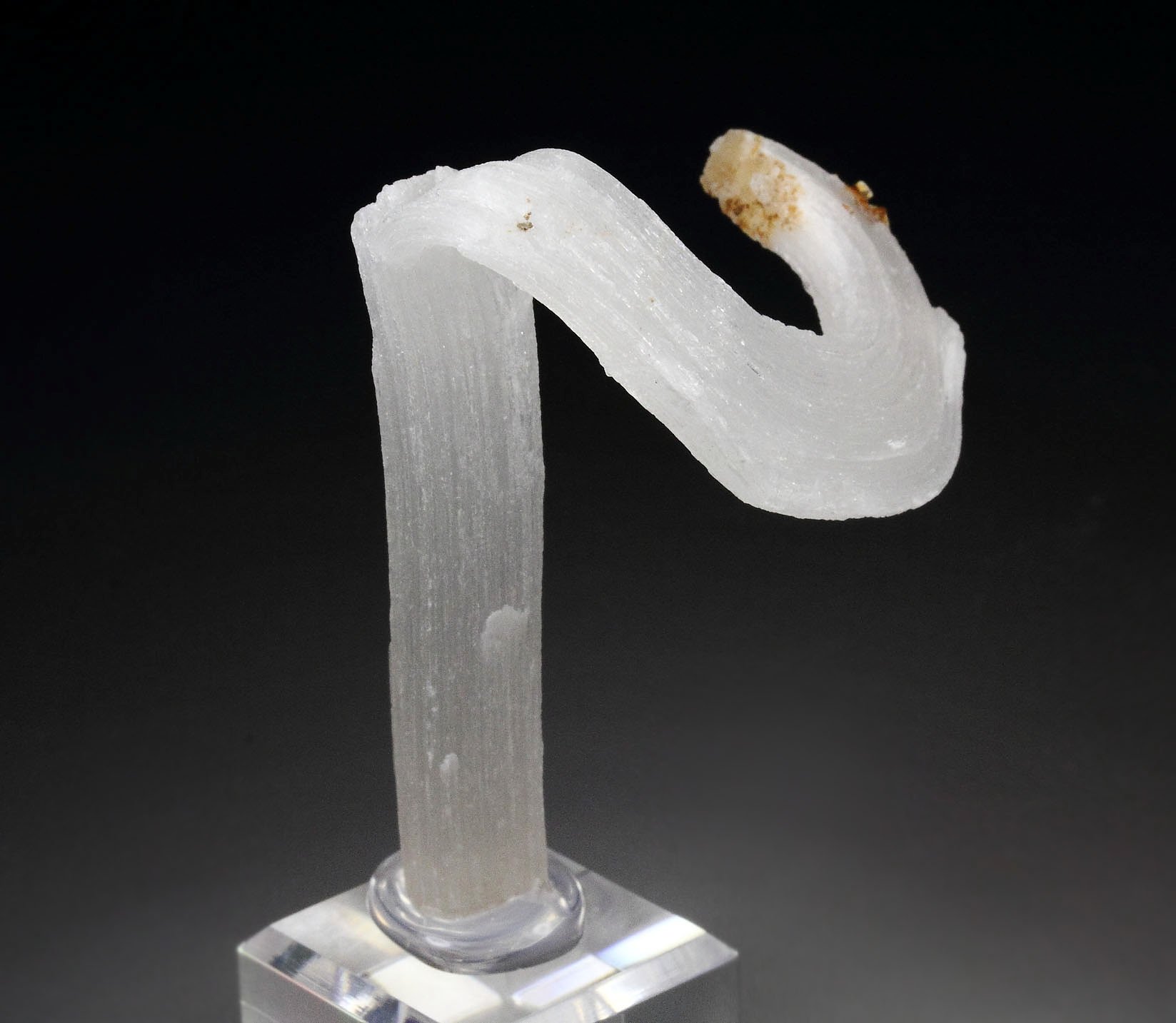 GYPSUM rams horn