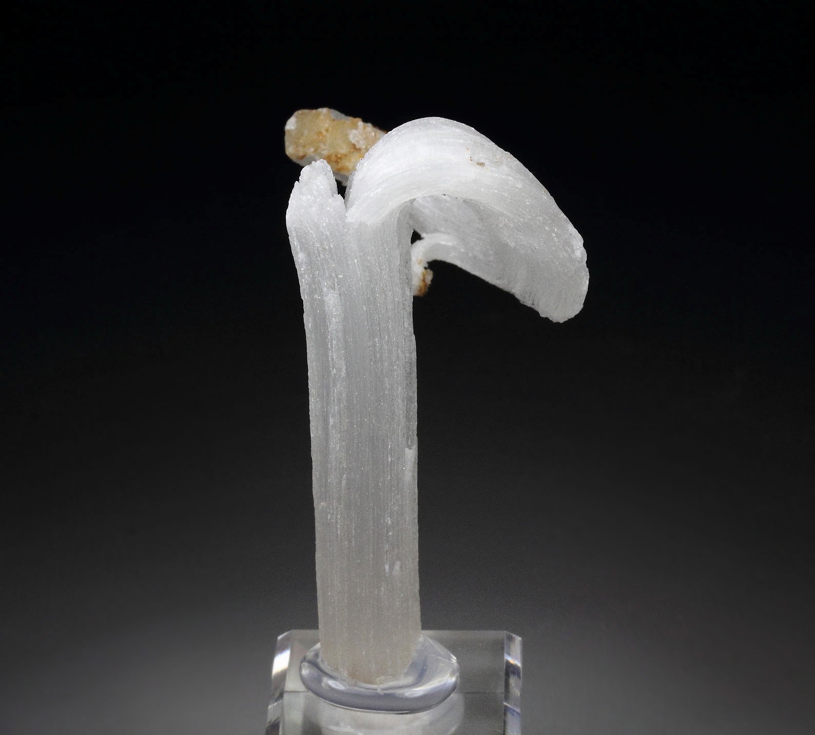 GYPSUM rams horn