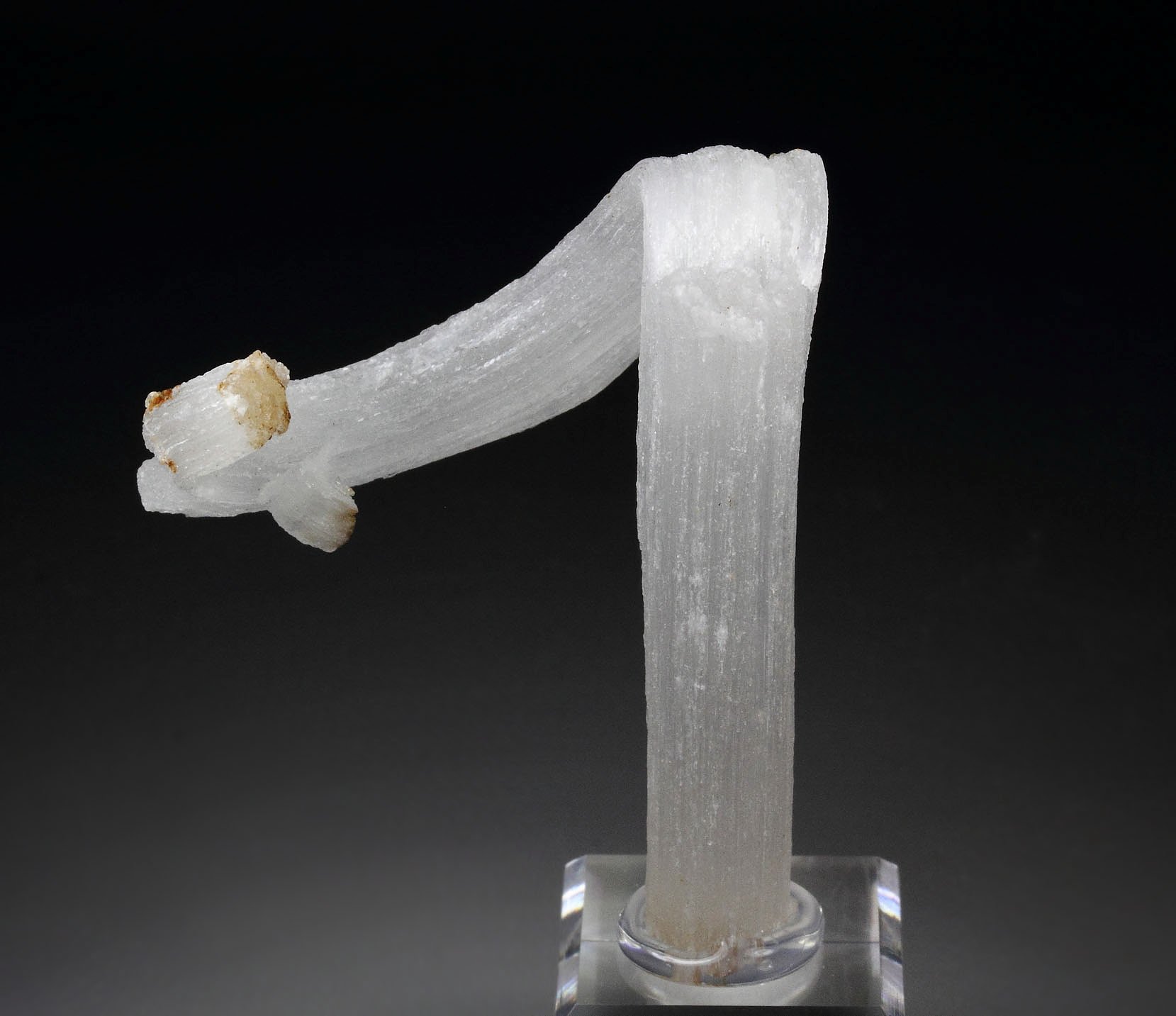 GYPSUM rams horn