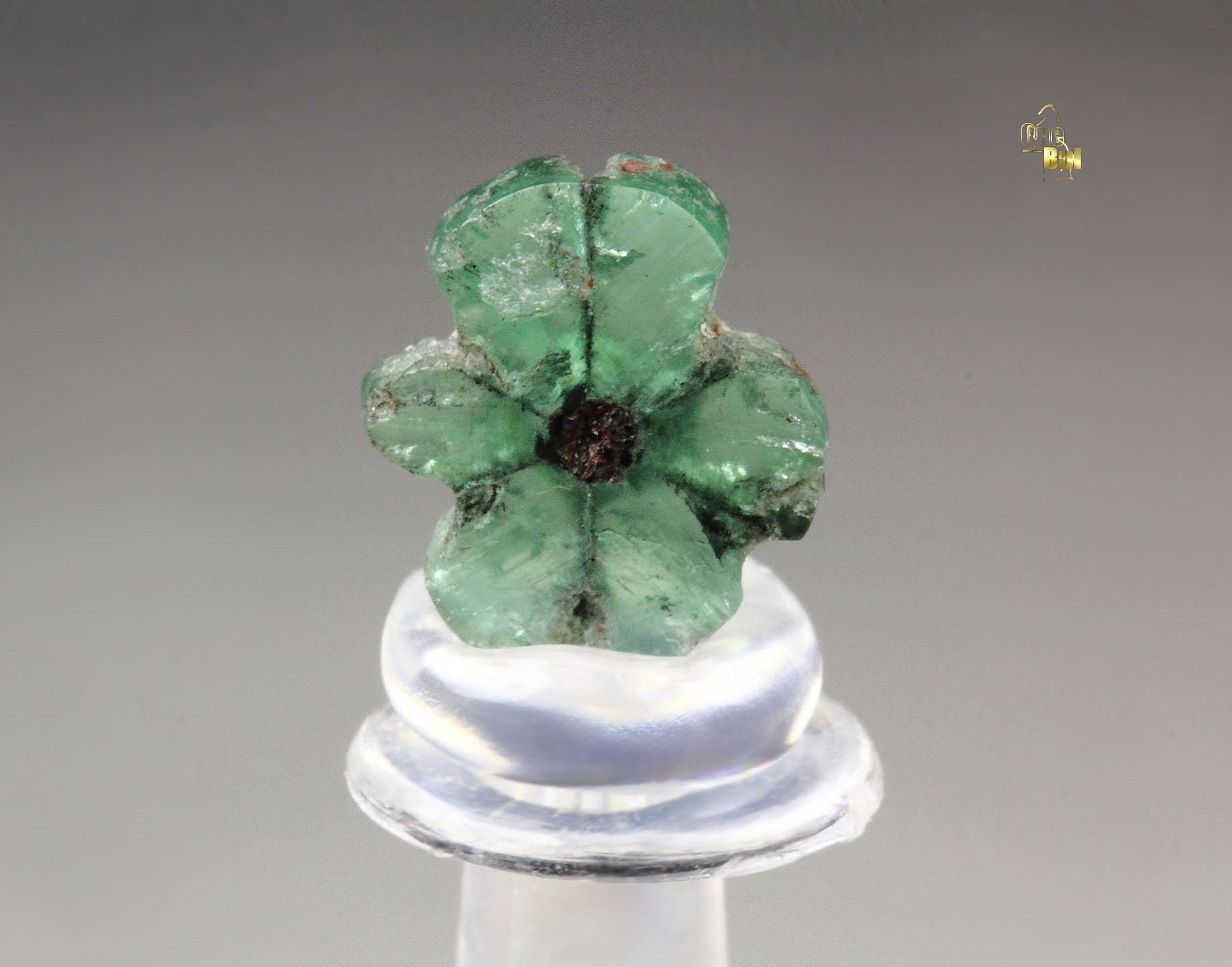 BERYL var. EMERALD - TRAPICHE