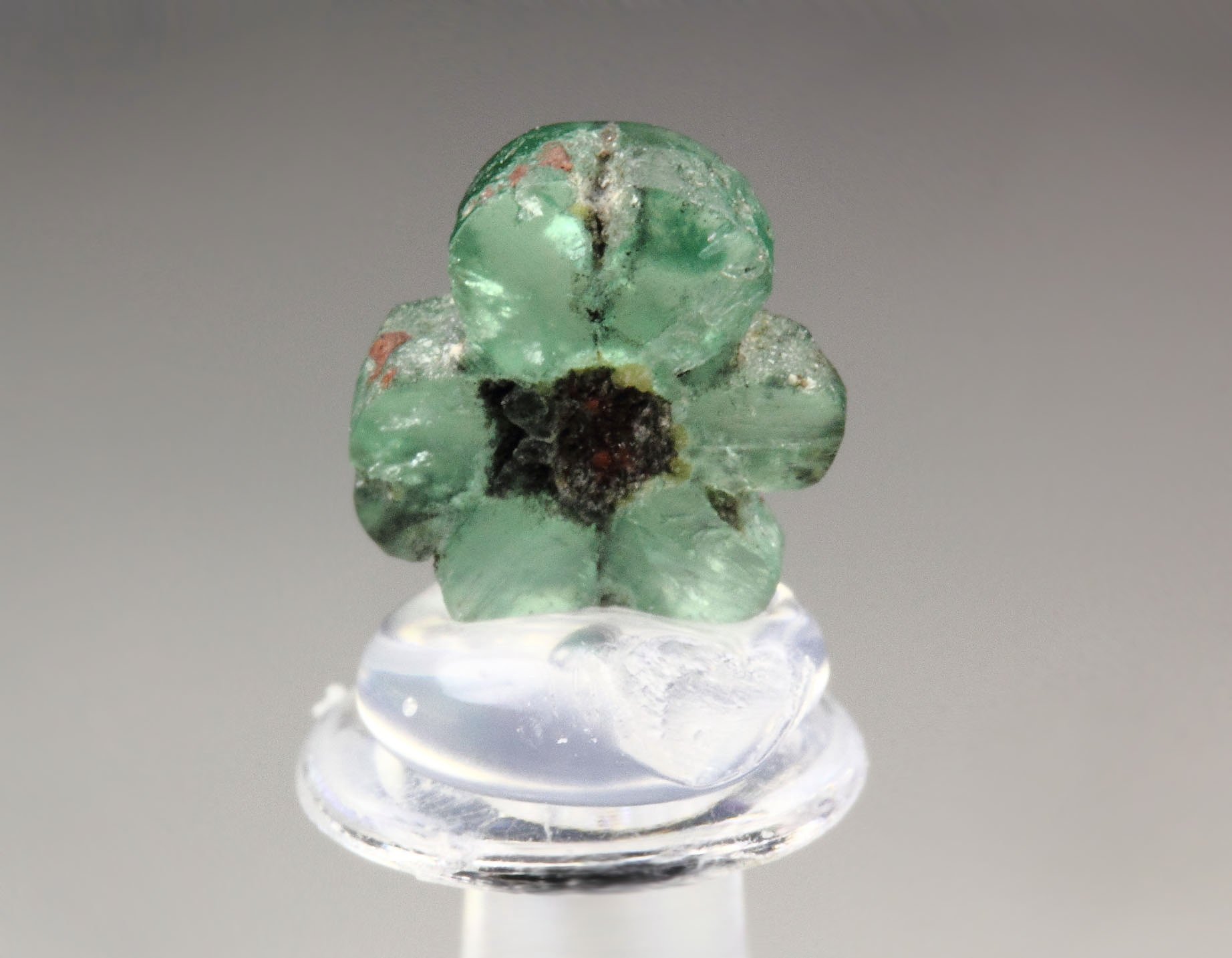 BERYL var. EMERALD - TRAPICHE