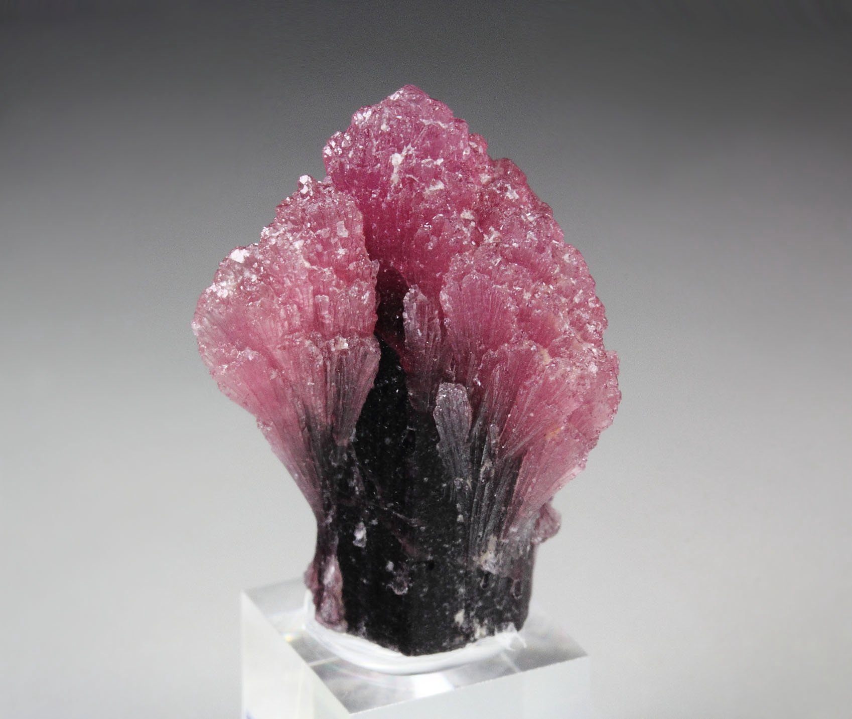 TOURMALINE var. RUBELLITE