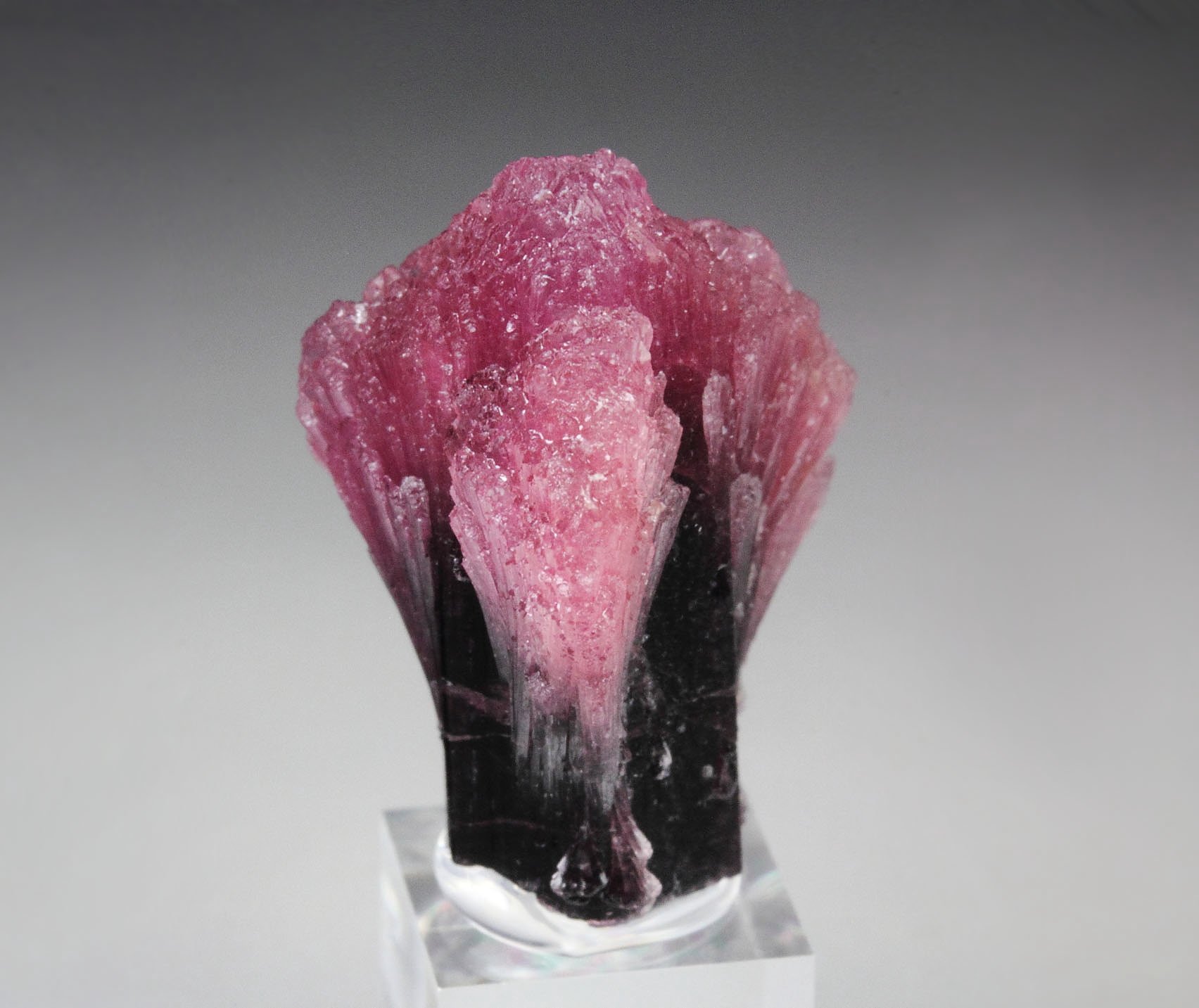 TOURMALINE var. RUBELLITE