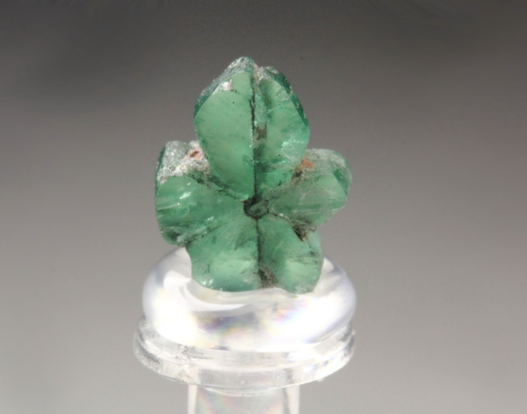 BERYL var. EMERALD - TRAPICHE