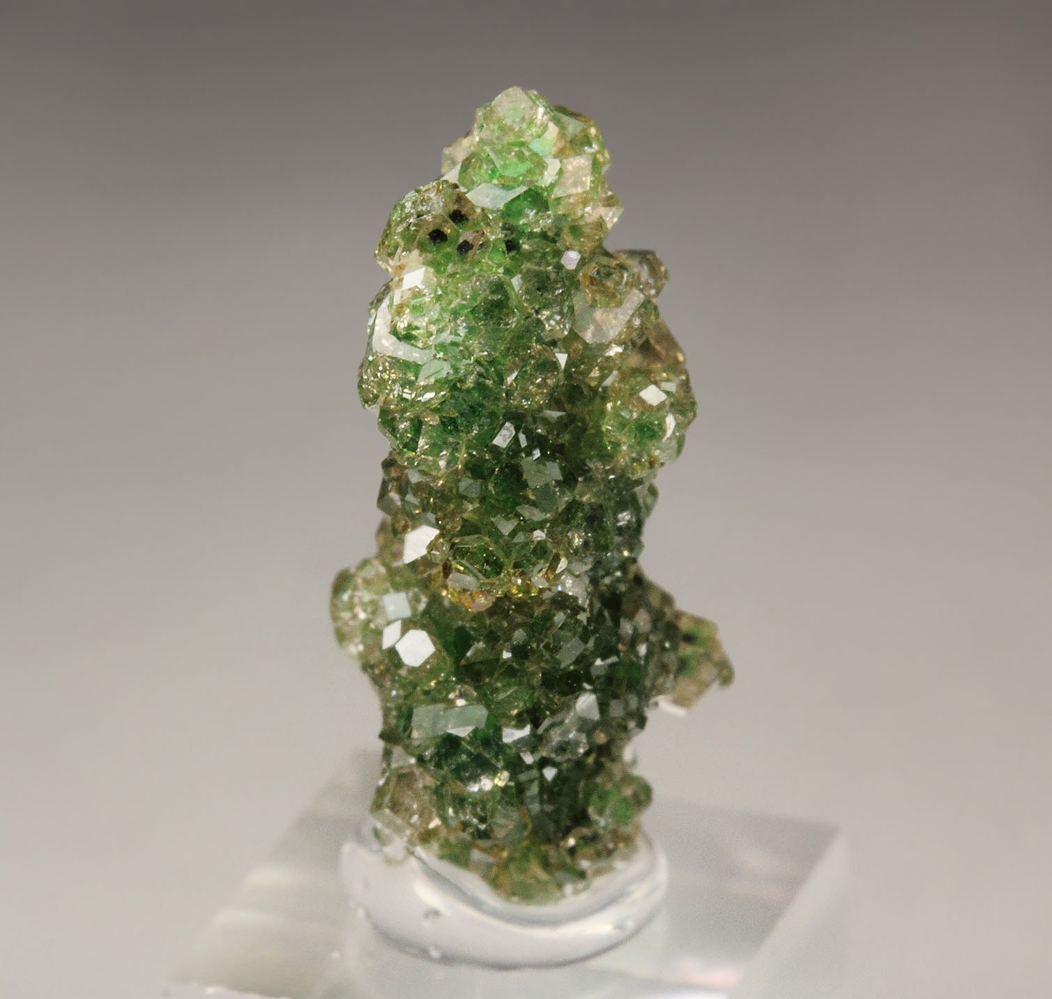 gem GARNET var. GROSSULAR with GREEN CHROMIAN PHANTOMS, CHROMITE