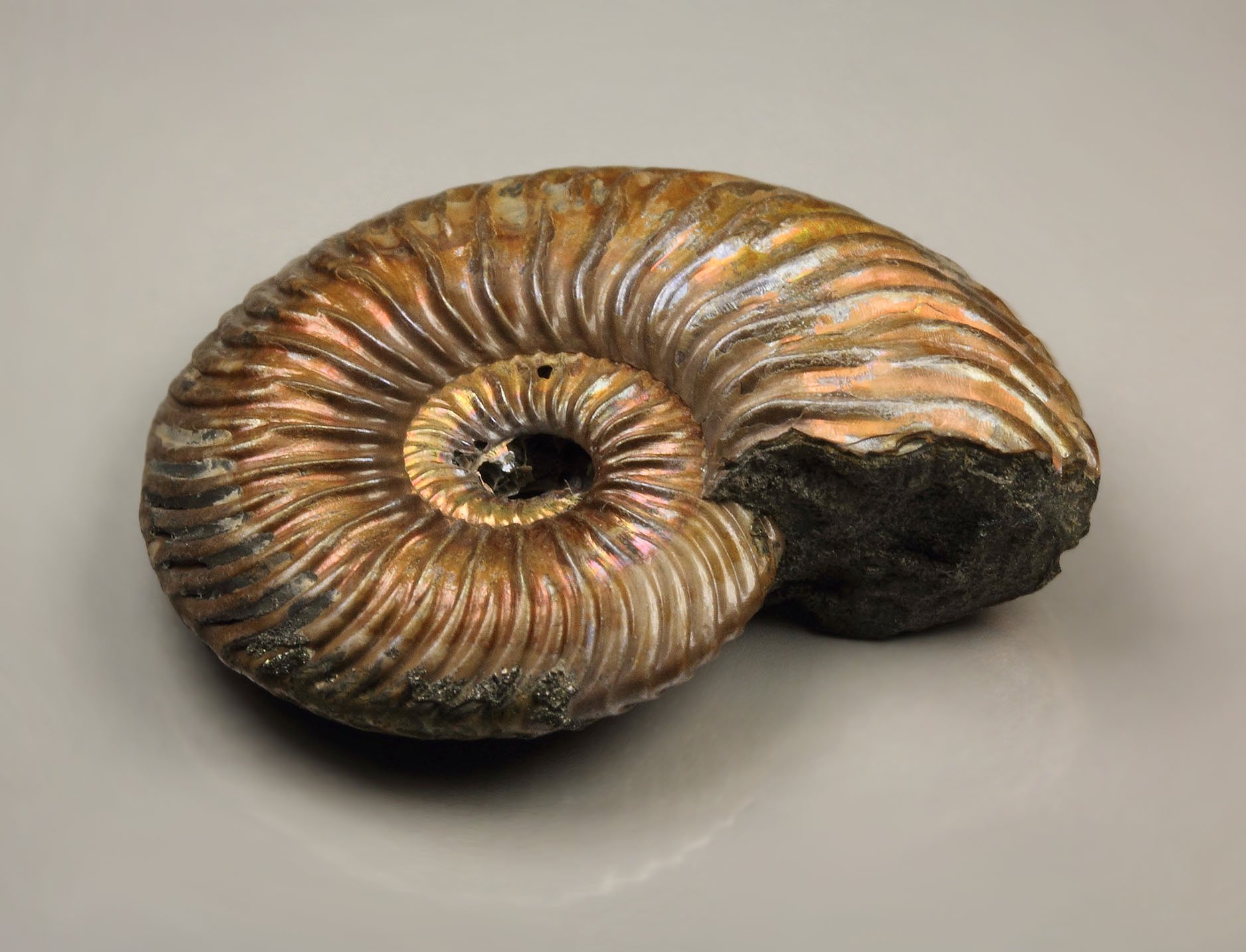 iridescent PYRITE replacing AMMONITE