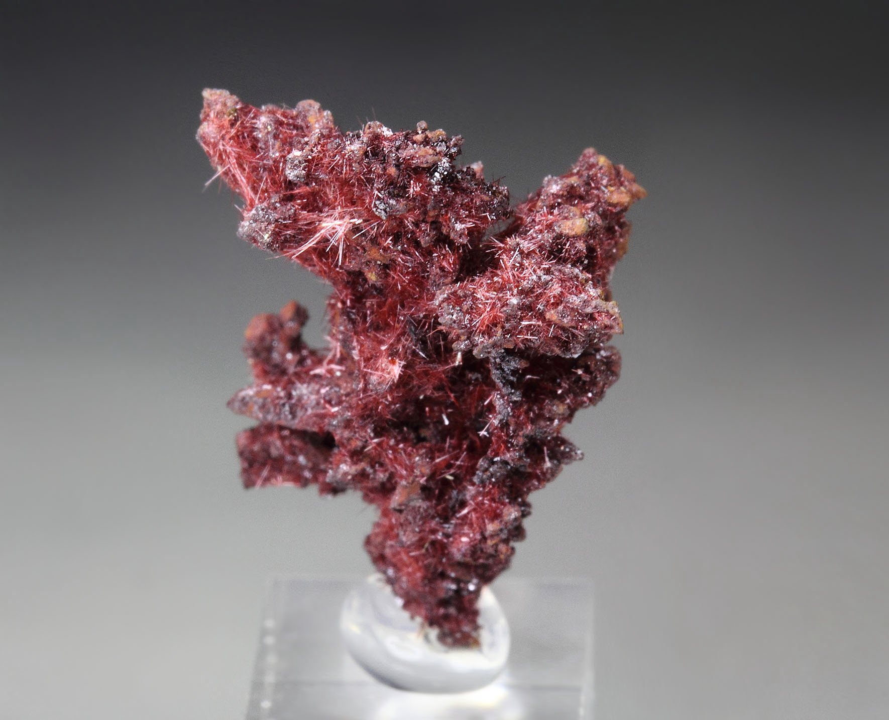 CUPRITE var. CHALCOTRICHITE, CUPRITE 