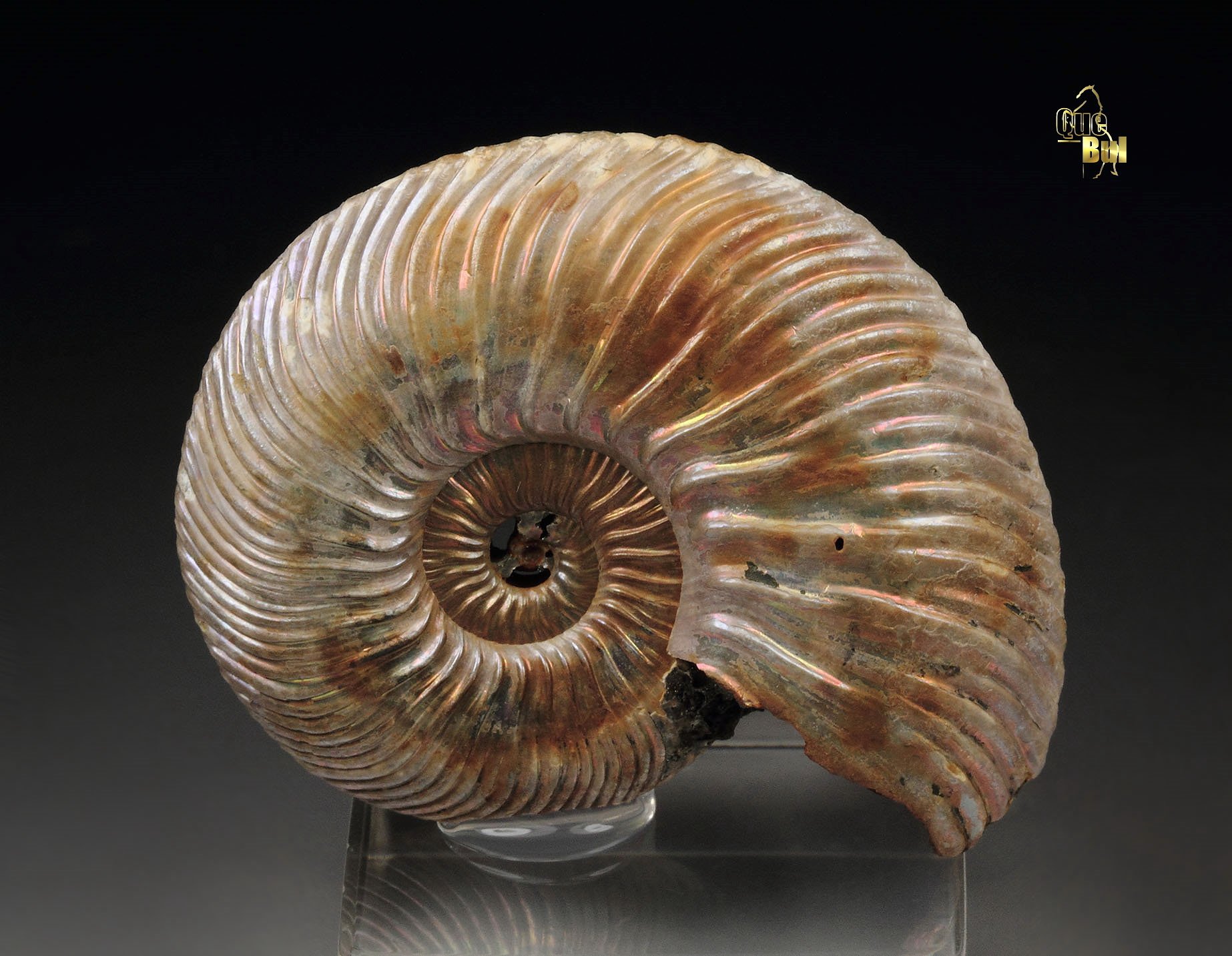 iridescent PYRITE replacing AMMONITE