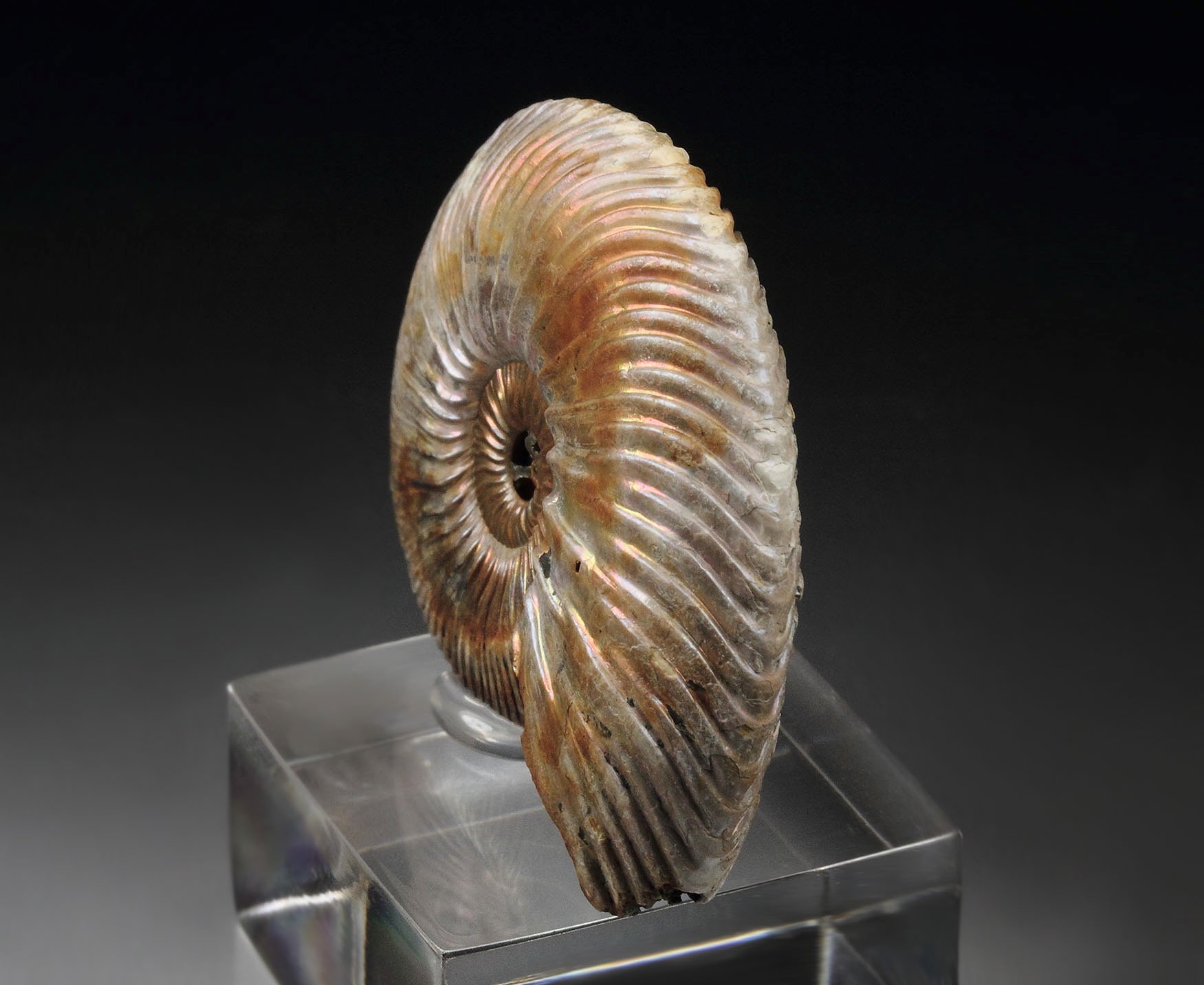 iridescent PYRITE replacing AMMONITE