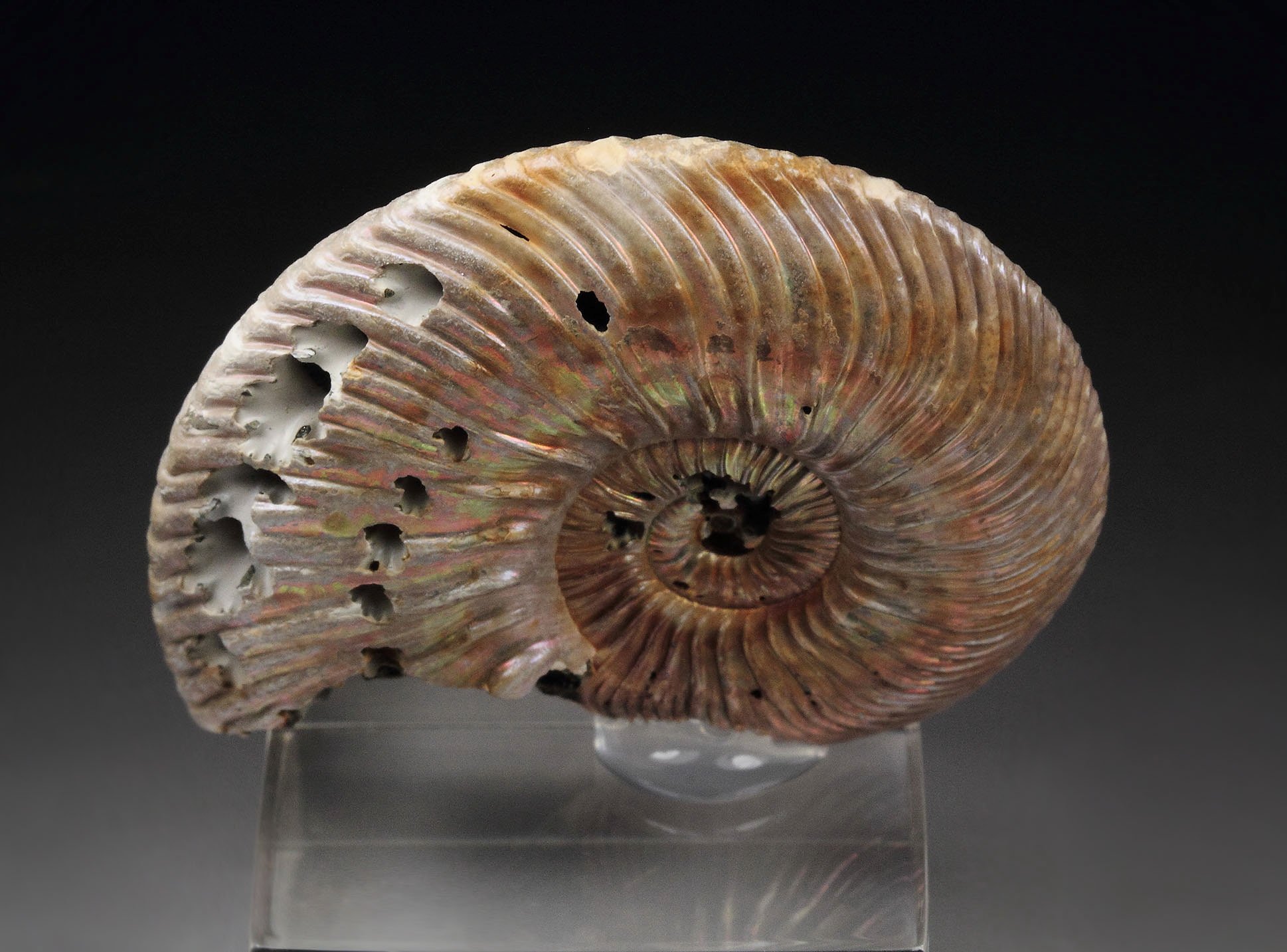 iridescent PYRITE replacing AMMONITE