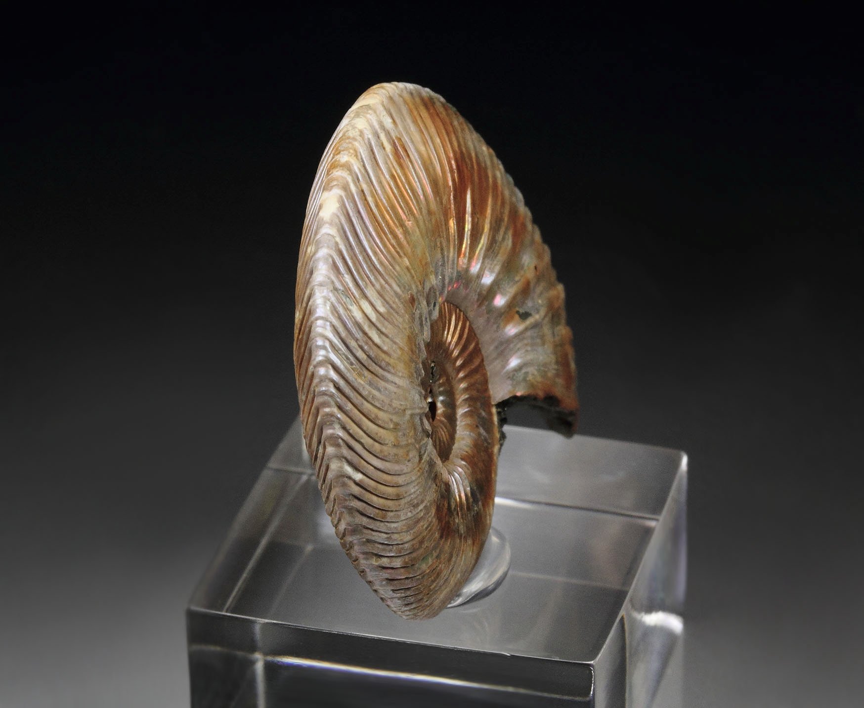 iridescent PYRITE replacing AMMONITE