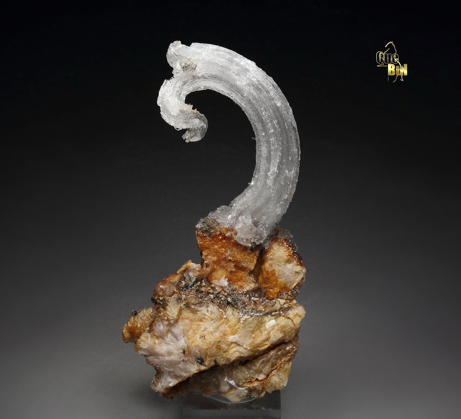 GYPSUM rams horn