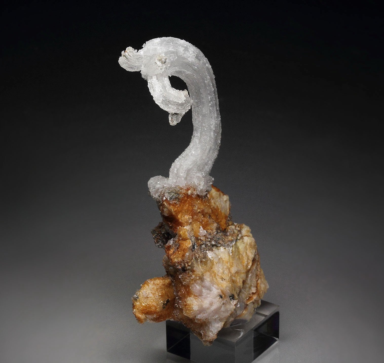 GYPSUM rams horn