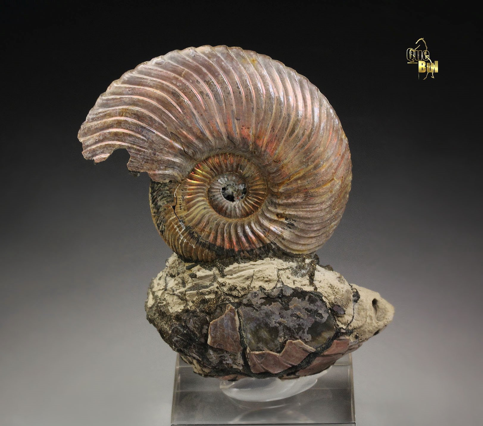 iridescent PYRITE replacing AMMONITE