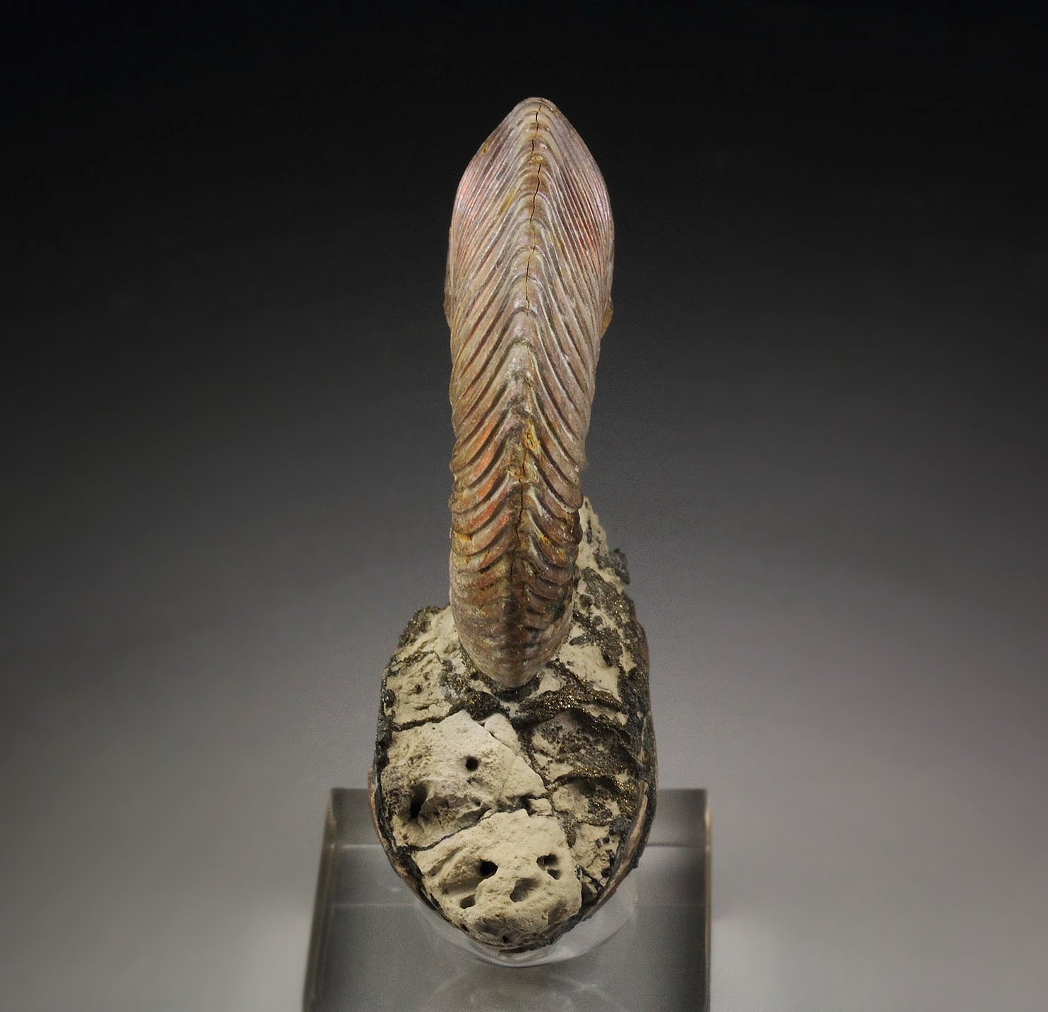 iridescent PYRITE replacing AMMONITE