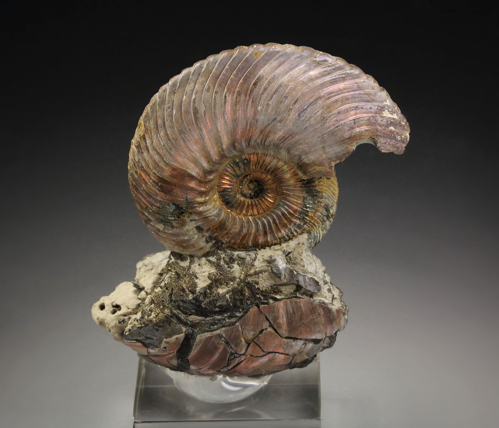 iridescent PYRITE replacing AMMONITE