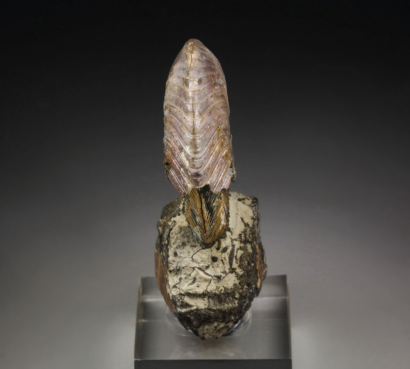 iridescent PYRITE replacing AMMONITE