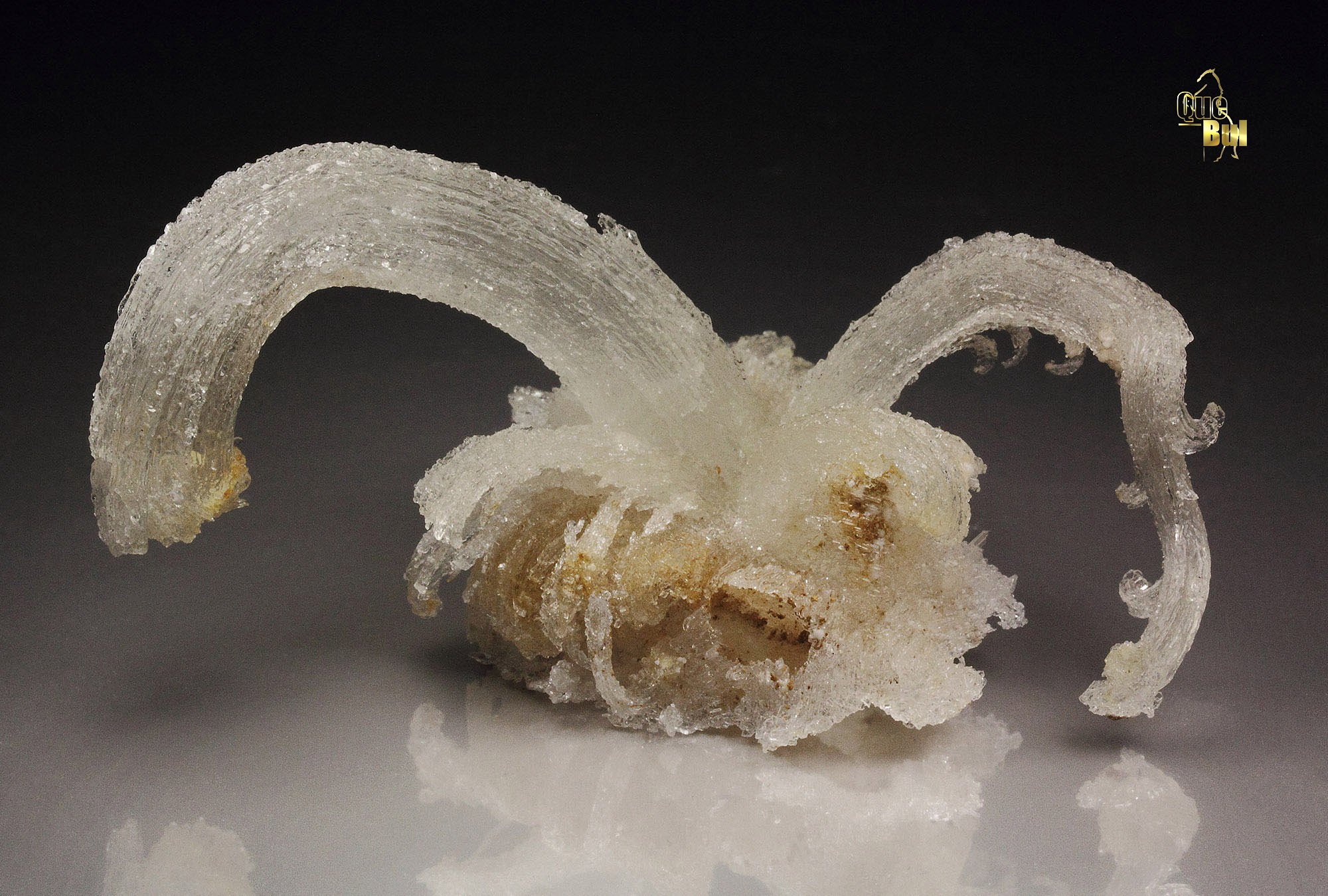 GYPSUM rams horn