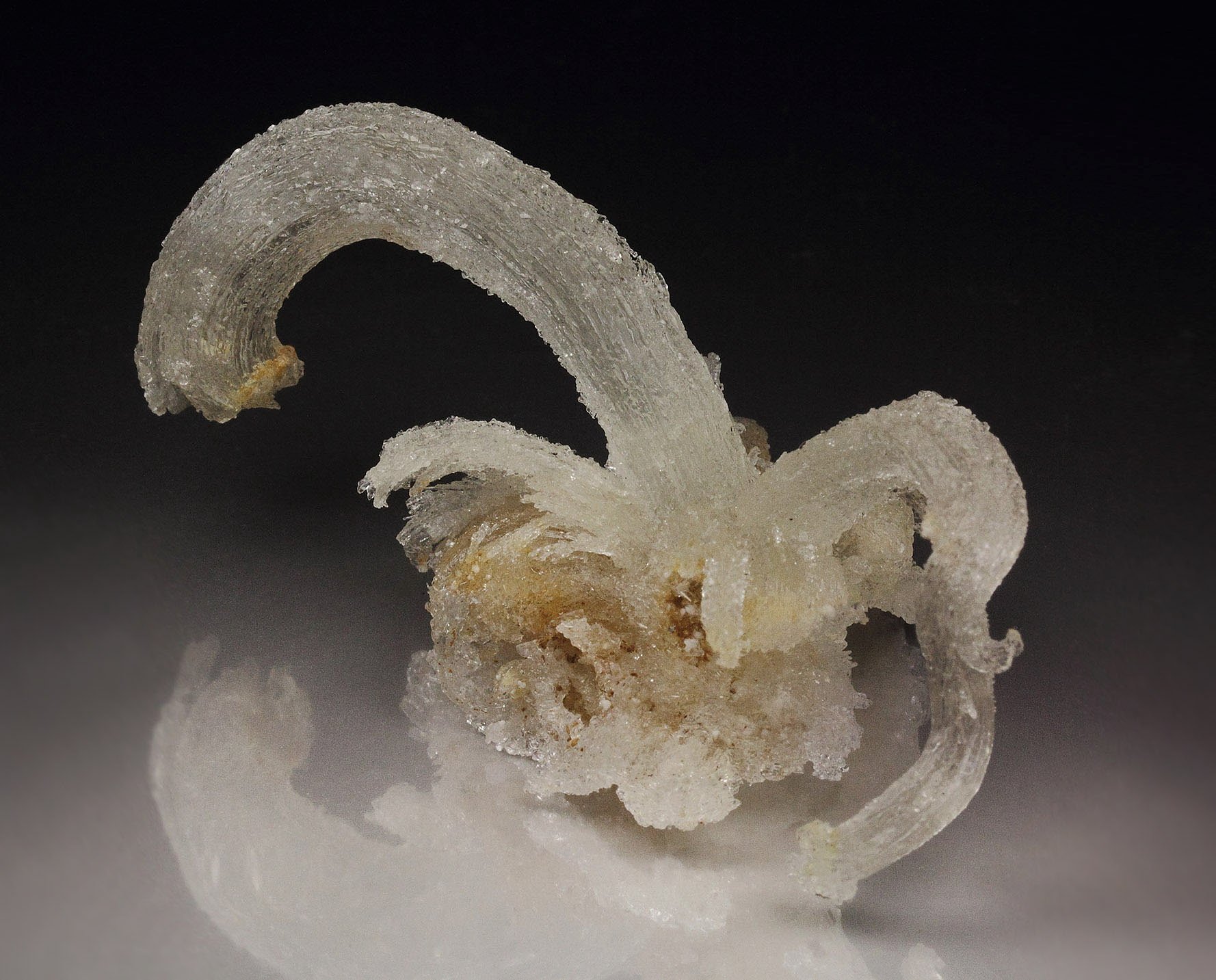GYPSUM rams horn