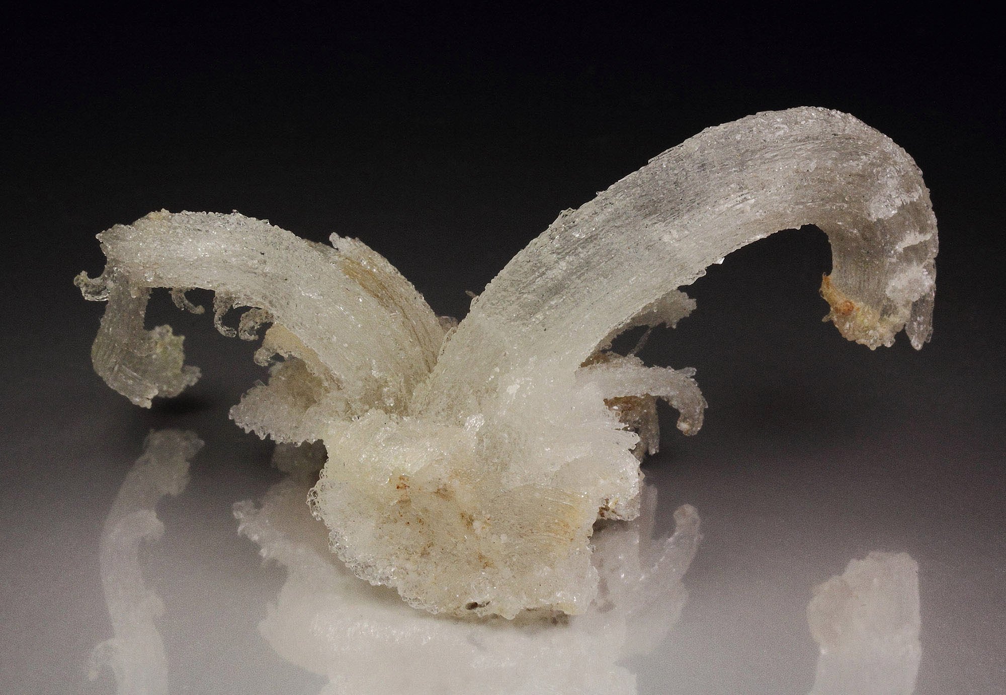GYPSUM rams horn