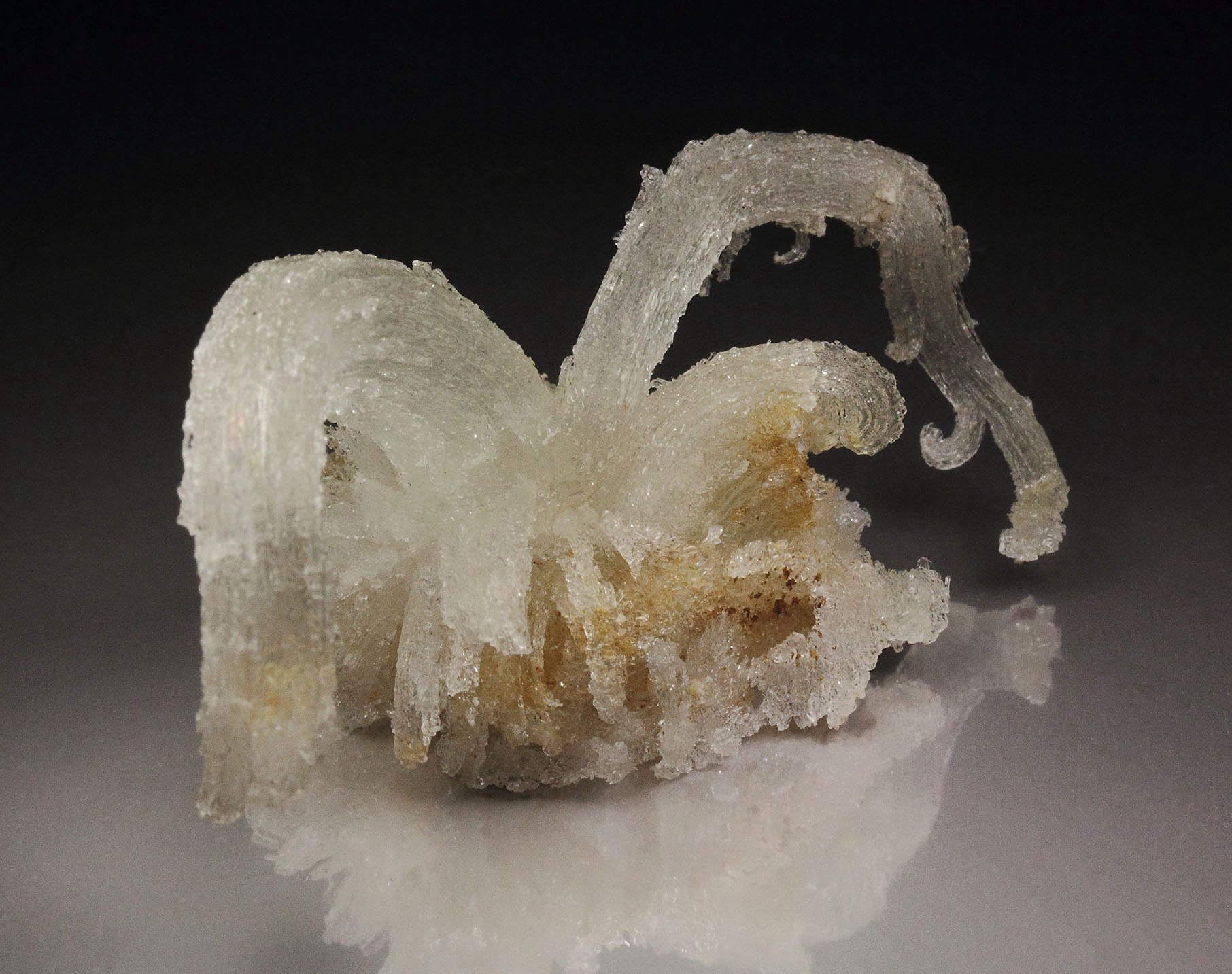 GYPSUM rams horn
